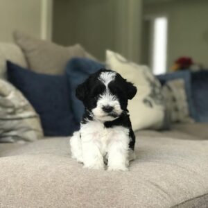 miniature schnauzers puppies for sale