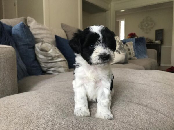 miniature schnauzers puppies for sale
