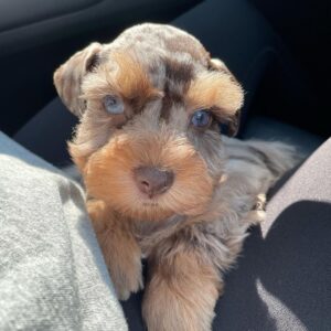 schnauzer rescue near me