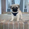 pug puppies for sale in michigan