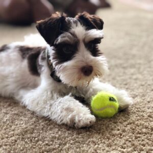 miniature schnauzer dog