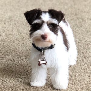 miniature schnauzer dog