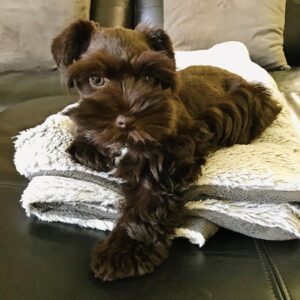 black miniature schnauzer