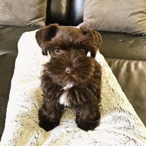 black miniature schnauzer