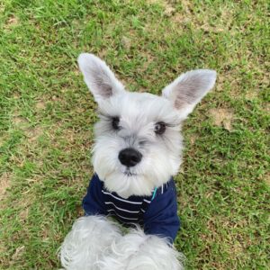 schnauzer puppies indiana