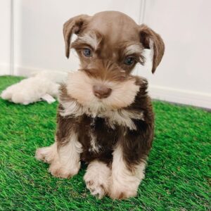 mini schnauzer for sale indiana