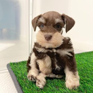 mini schnauzer for sale indiana