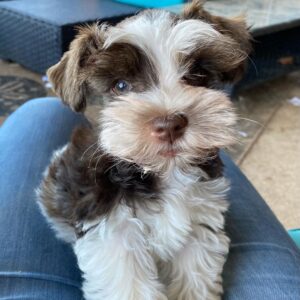 miniature schnauzer puppies $400