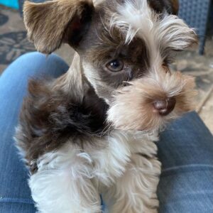 miniature schnauzer puppies $400