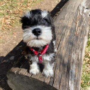 miniature schnauzer puppies available