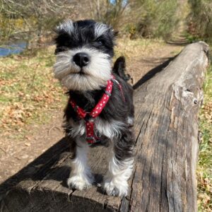 miniature schnauzer puppies available