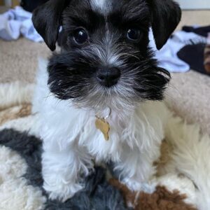 miniature schnauzer breeders in nc