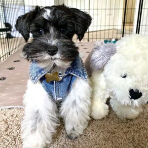 schnauzer adoption