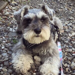 pictures of miniature schnauzer puppies