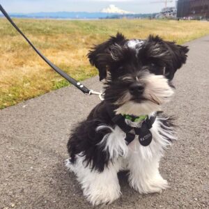 mini schnauzer breeders