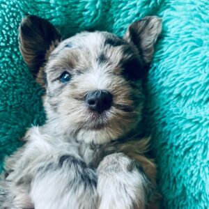 miniature schnauzer black