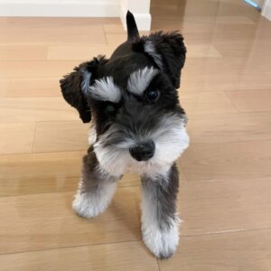 teacup miniature schnauzer