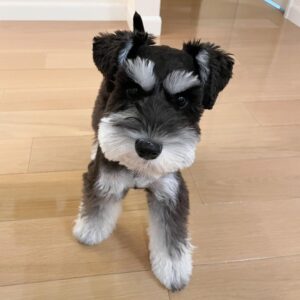 teacup miniature schnauzer