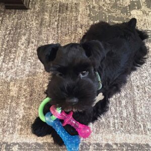 miniature schnauzer puppies for sale in north carolina