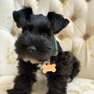 miniature schnauzer puppies for sale in north carolina