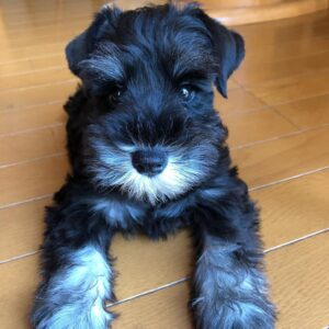 miniature schnauzer puppies for sale in tn