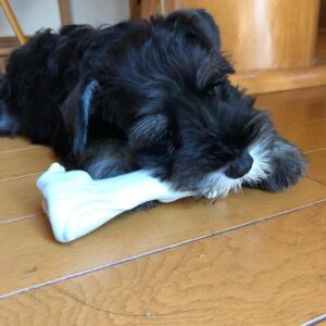 miniature schnauzer puppies for sale in tn