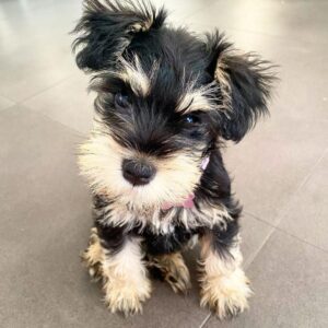 miniature schnauzer for sale craigslist