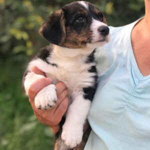 corgi puppies for sale Houston