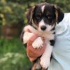 corgi puppies for sale Houston
