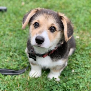 corgi puppies for sale new jersey
