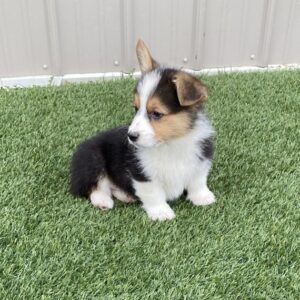corgi puppies for sale under $400