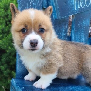 corgi puppies for sale Pennsylvania