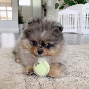 Pomeranian Chihuahua puppies