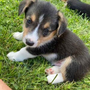 mini corgi puppies for sale