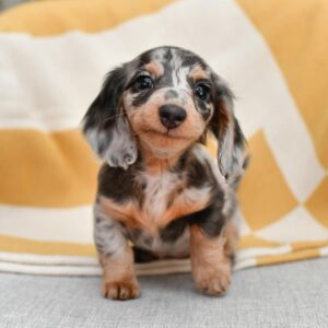 dapple dachshund puppy for sale