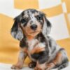 dapple dachshund puppy for sale