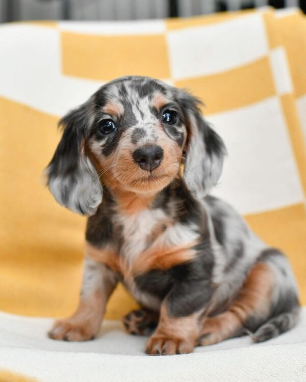 dapple dachshund puppy for sale
