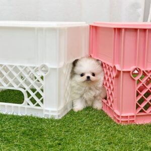 white Pomeranian puppies for sale