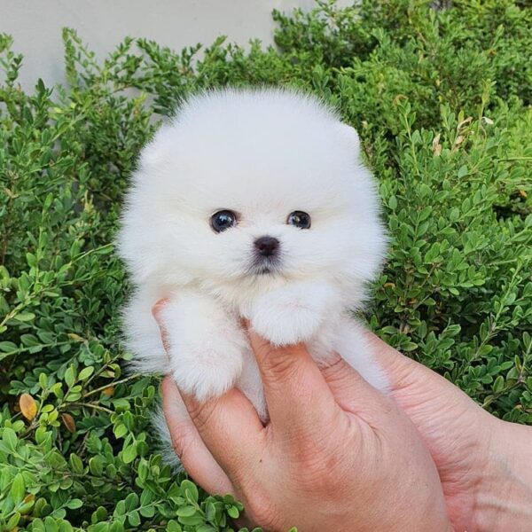 Pomeranian puppies for sale Ohio
