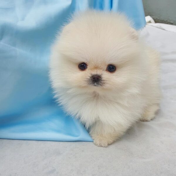 Pomeranian mix puppies for sale