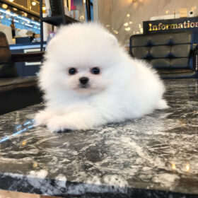 micro Pomeranian for sale