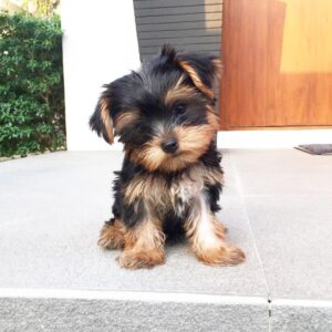 mini yorkie for sale