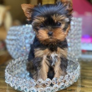 parti yorkies for sale