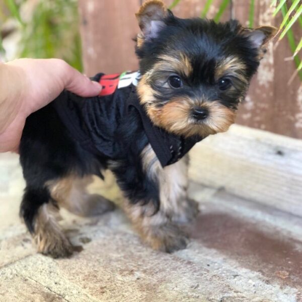 teacup yorkie for sale up to $400