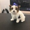 yorkiepoo puppies for sale