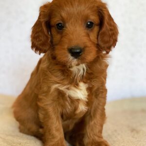 goldendoodle breeders california