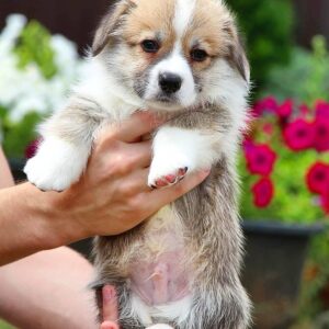 corgi puppies for sale under $1000