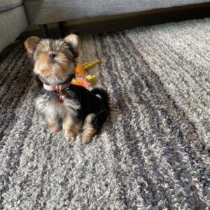 yorkies for adoption near me