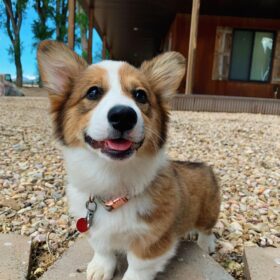 baby corgi puppies