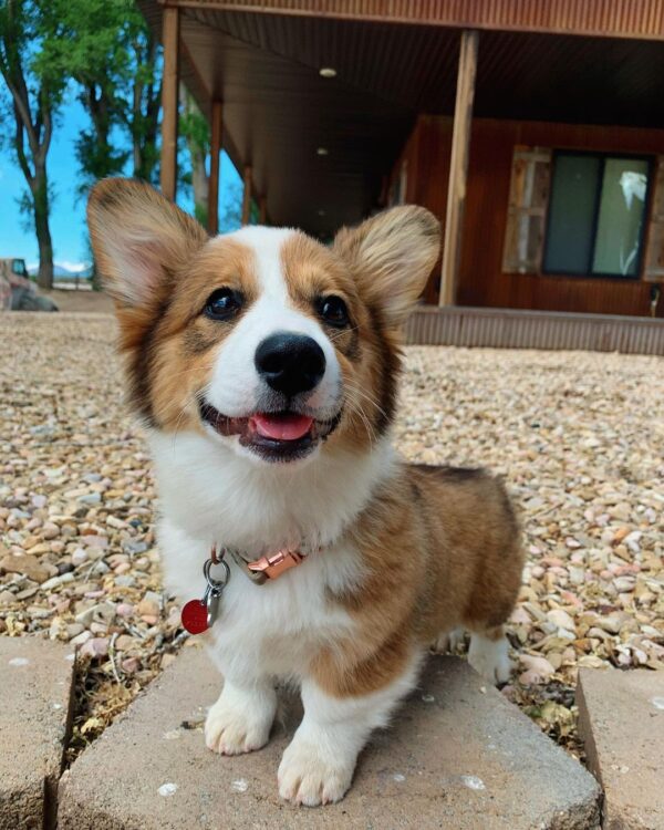 baby corgi puppies